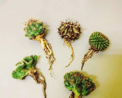 如何制作种植仙人掌的展板？