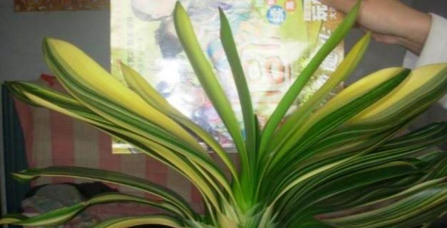 君子兰盆栽叶片发黄的可能原因是什么？