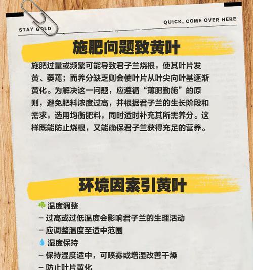 君子兰盆栽叶片发黄的可能原因是什么？
