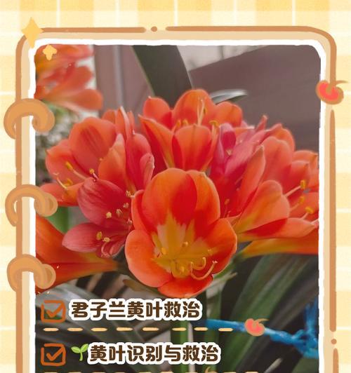 君子兰盆栽叶片发黄的可能原因是什么？