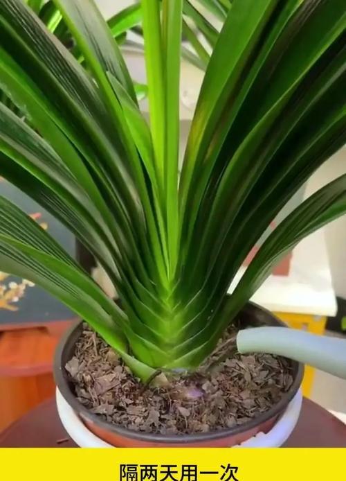 用大蒜皮养君子兰的效果如何？