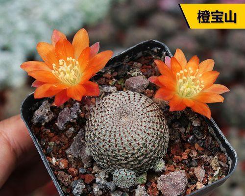 适合仙人球的大花盆名称是什么？