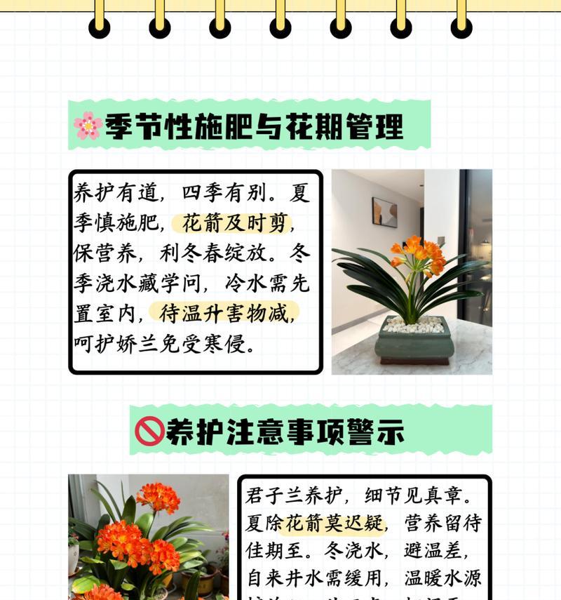 君子兰底肥推荐使用什么肥料？