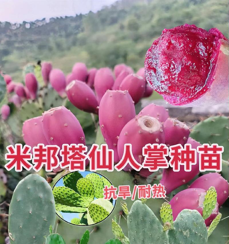种植仙人球时应使用哪些肥料？