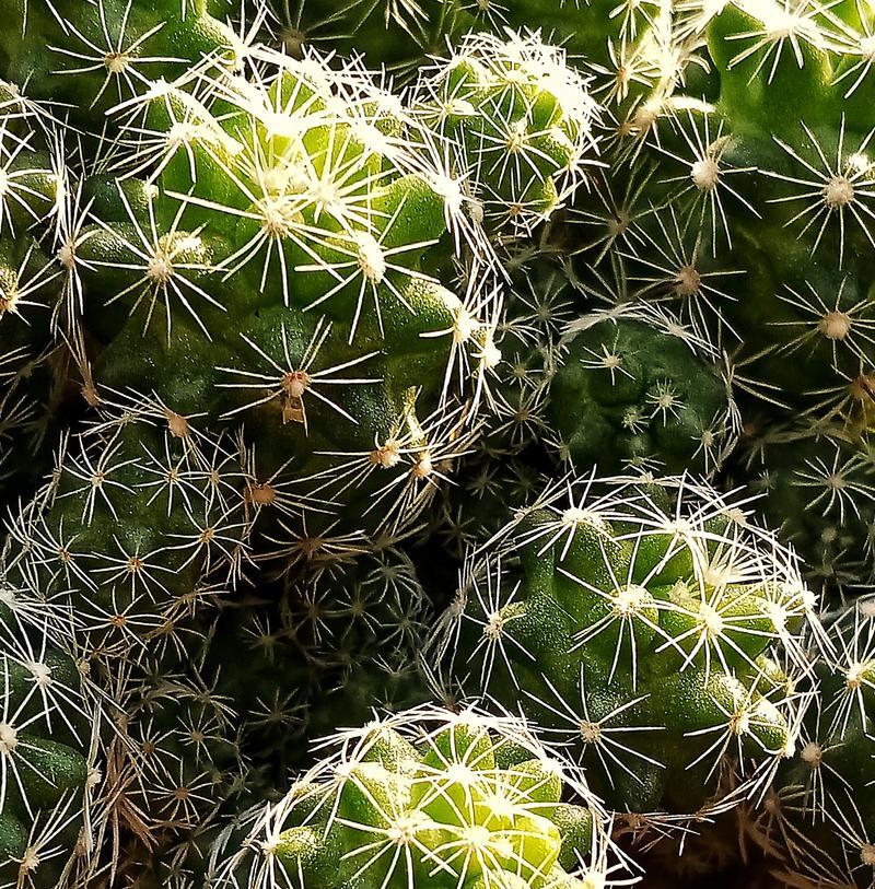 种植仙人球时应使用哪些肥料？