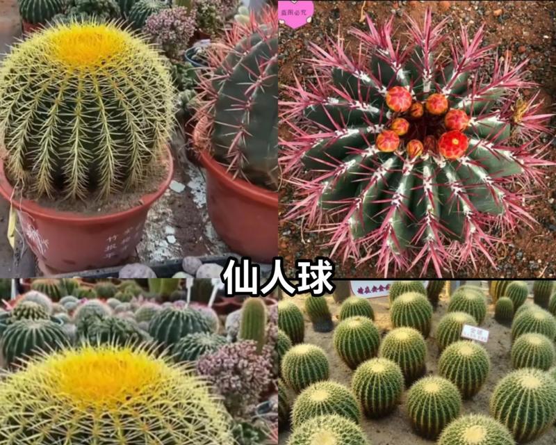 仙人球新品种问世？最新仙人球种类有哪些？