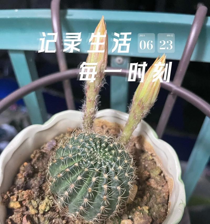 仙人球新品种问世？最新仙人球种类有哪些？