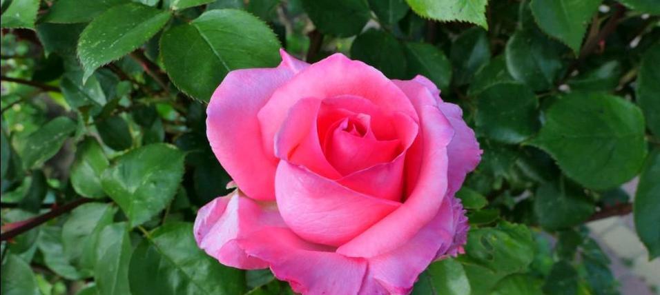 玫瑰花防烂叶的秘诀是什么？如何避免玫瑰花叶子腐烂？