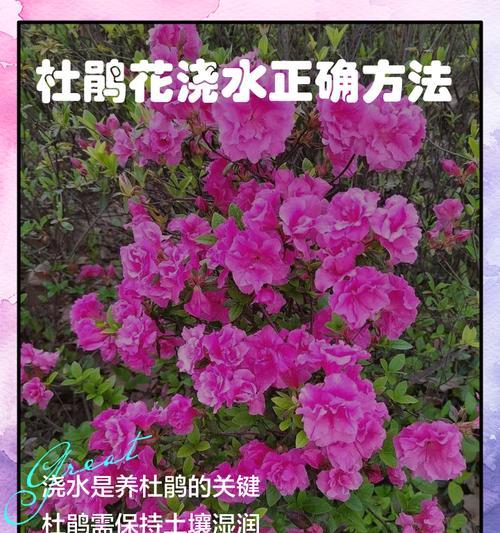 阳光玫瑰花浇水技巧是什么？花前花后如何正确浇水？