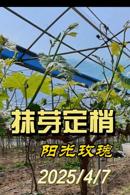阳光玫瑰花浇水技巧是什么？花前花后如何正确浇水？