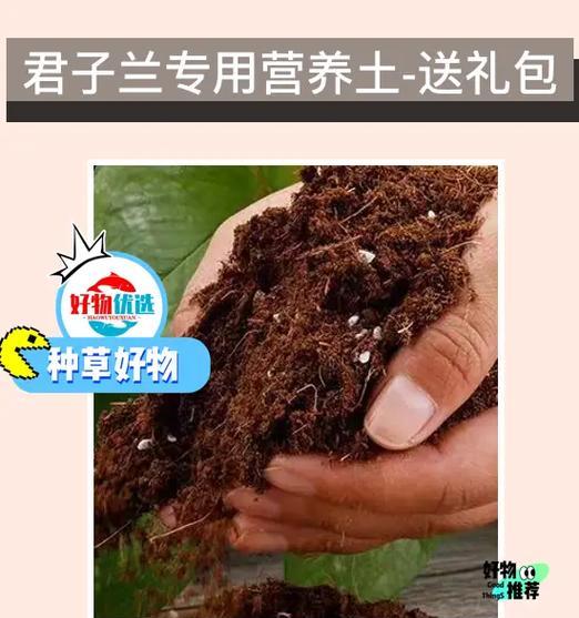 北京君子兰种植土选择？哪种土壤最适合君子兰？