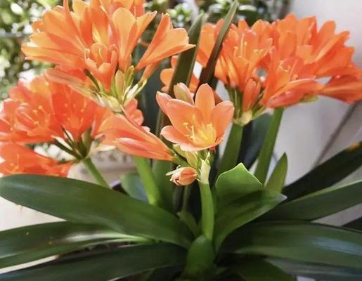 北京君子兰种植土选择？哪种土壤最适合君子兰？