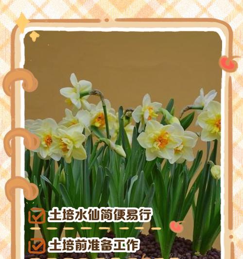 仙人球带土水培可行吗？如何正确养护仙人球？