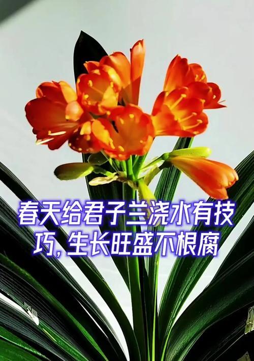 君子兰春季浇水频率是多少？如何掌握正确的浇水时间？
