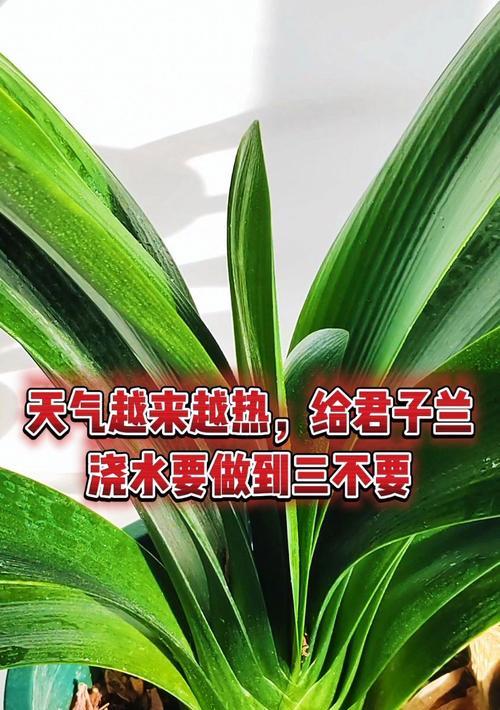 君子兰春季浇水频率是多少？如何掌握正确的浇水时间？