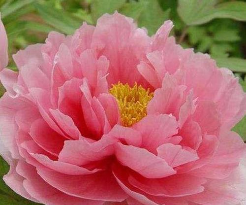牡丹花仿真花蕊的制作方法是什么？如何制作逼真的花蕊？