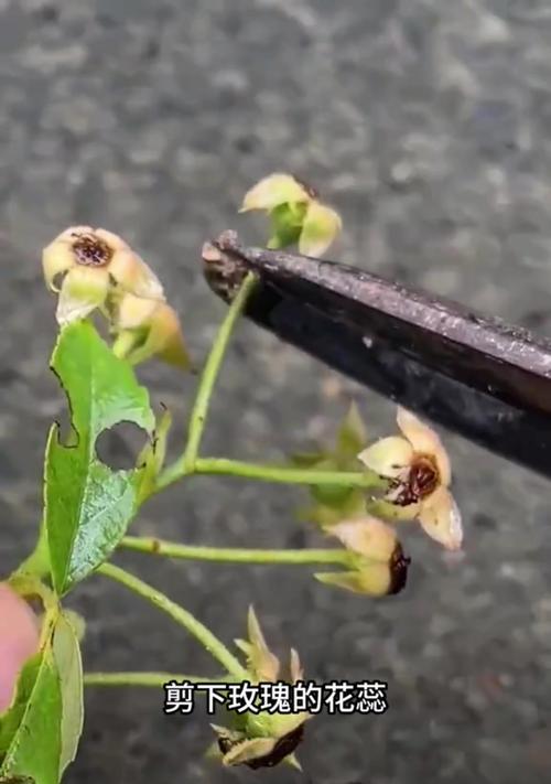 玫瑰花扦插种植方法是什么？如何成功扦插玫瑰花？