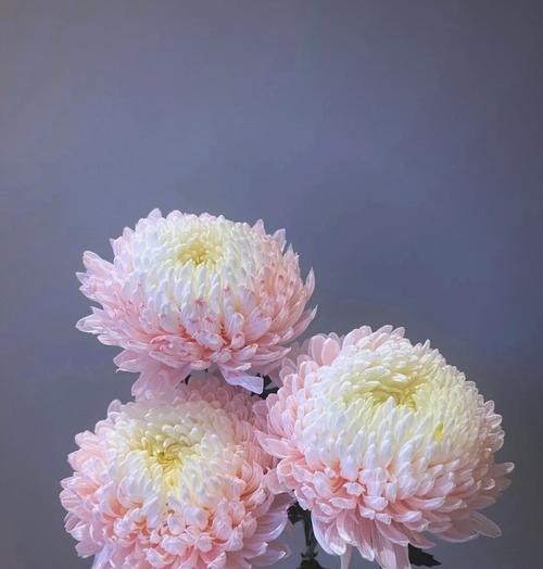 大牡丹花菊的养护技巧是什么？如何养好大牡丹花菊？