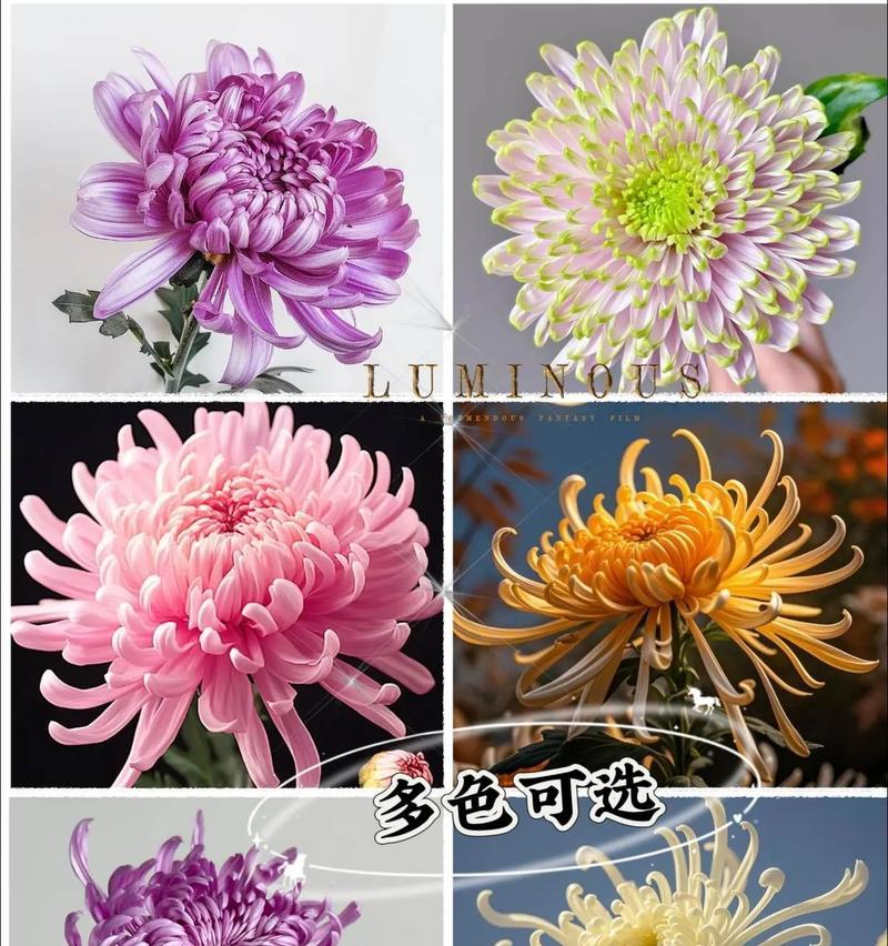 大牡丹花菊的养护技巧是什么？如何养好大牡丹花菊？