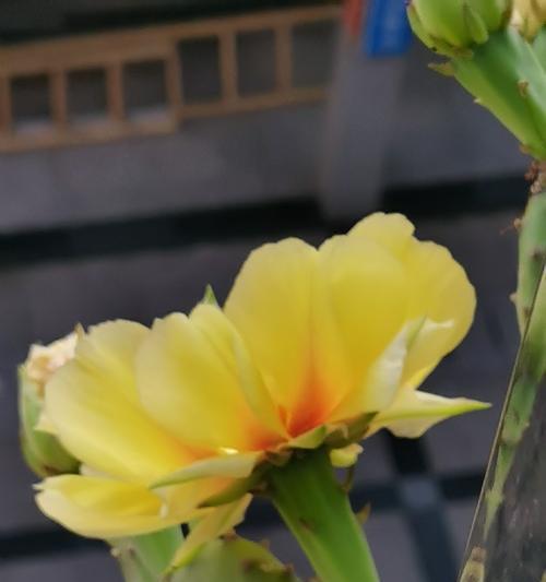 仙人掌小菊花的养护和管理方法是什么？