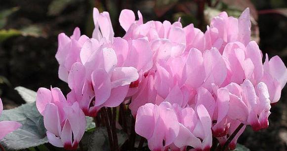 仙人掌小菊花的养护和管理方法是什么？