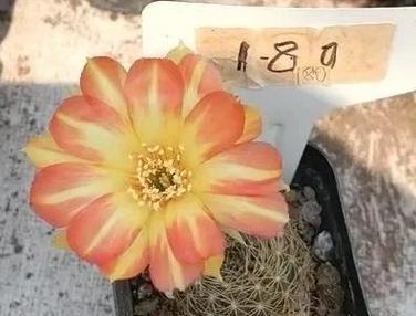 仙人掌小菊花的养护和管理方法是什么？