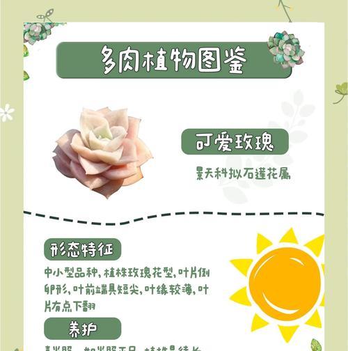 玫瑰花需要整天浇水吗？原因是什么？