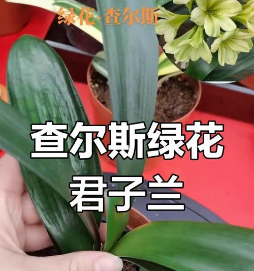 绿花君子兰有香味吗？如何养护以保持香味？