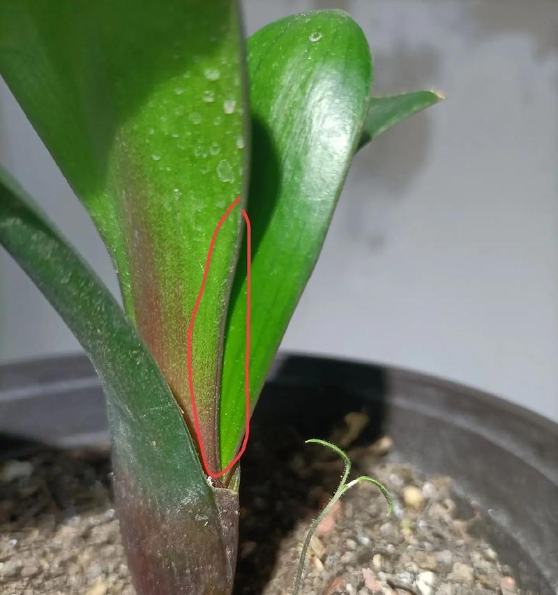 绿花君子兰有香味吗？如何养护以保持香味？