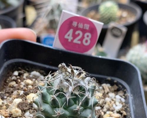 寻仙园仙人球的种植方法是什么？如何在寻仙园种植仙人球？