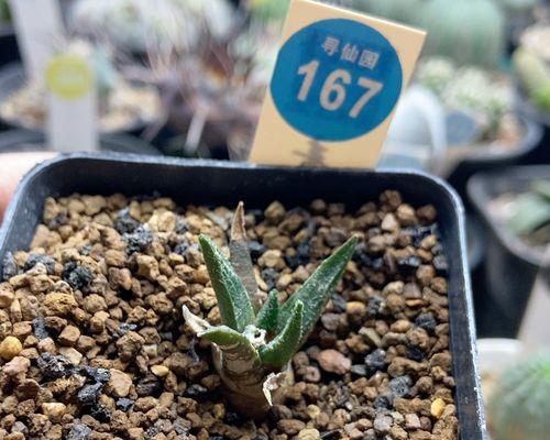 寻仙园仙人球的种植方法是什么？如何在寻仙园种植仙人球？