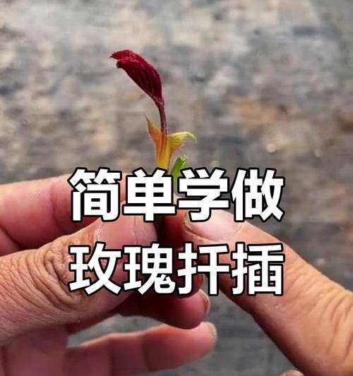 用玫瑰花怎么种玫瑰花？扦插繁殖的正确步骤是什么？