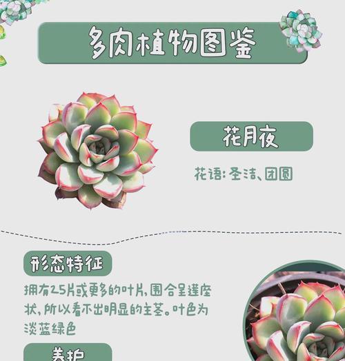 虎皮荷花仙人球怎么养才能开花？开花前的养护要点有哪些？
