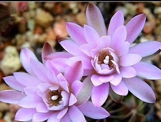 虎皮荷花仙人球怎么养才能开花？开花前的养护要点有哪些？