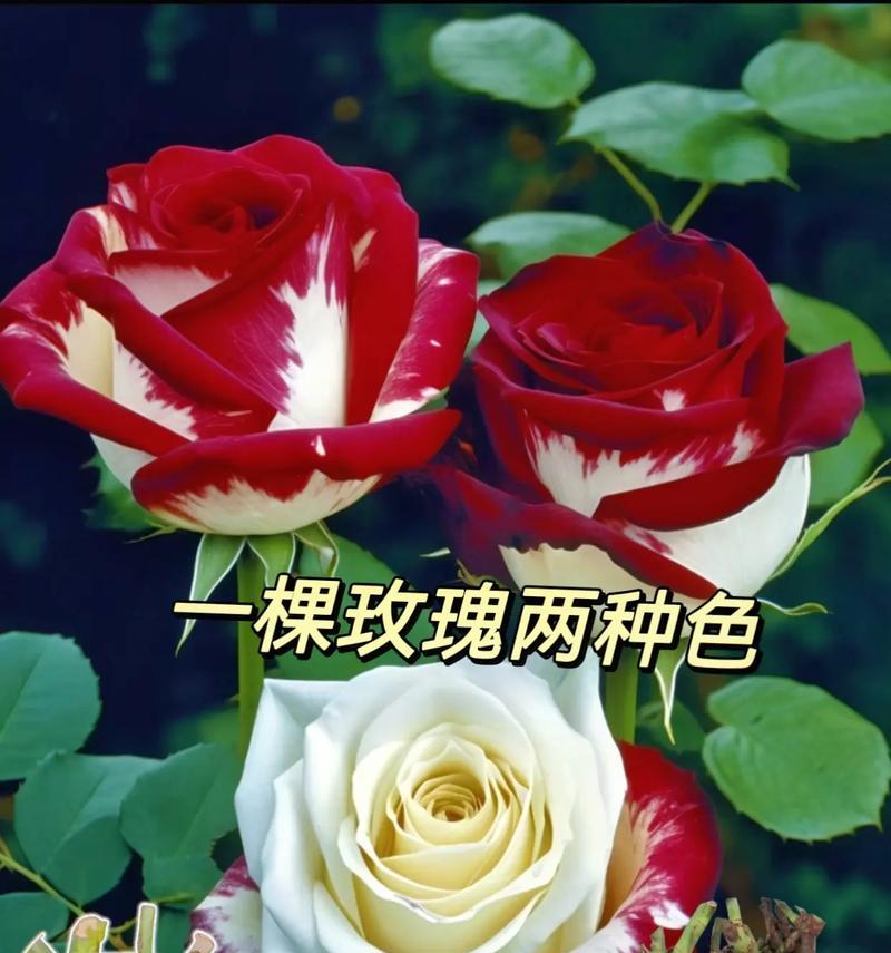 最近热门的玫瑰花品种是什么？如何选择适合的玫瑰花？