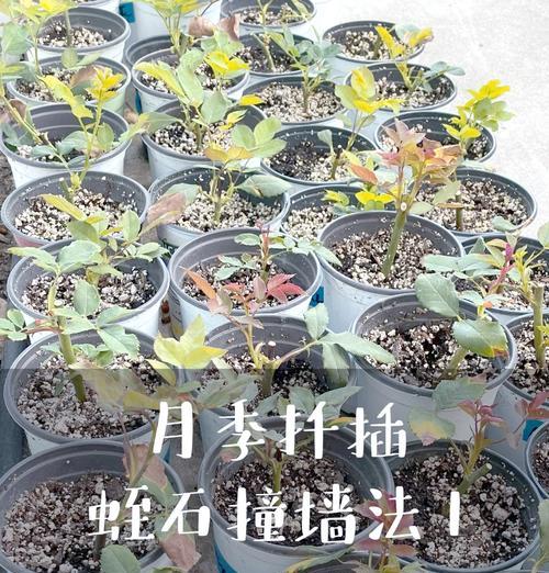 扦插美杜莎仙人球怎么养？成功扦插的关键因素是什么？