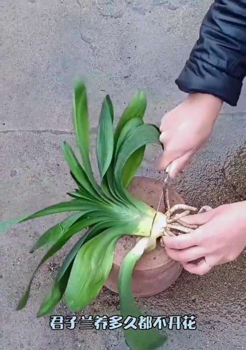 我家养的君子兰开花了怎么办？开花后的护理方法是什么？