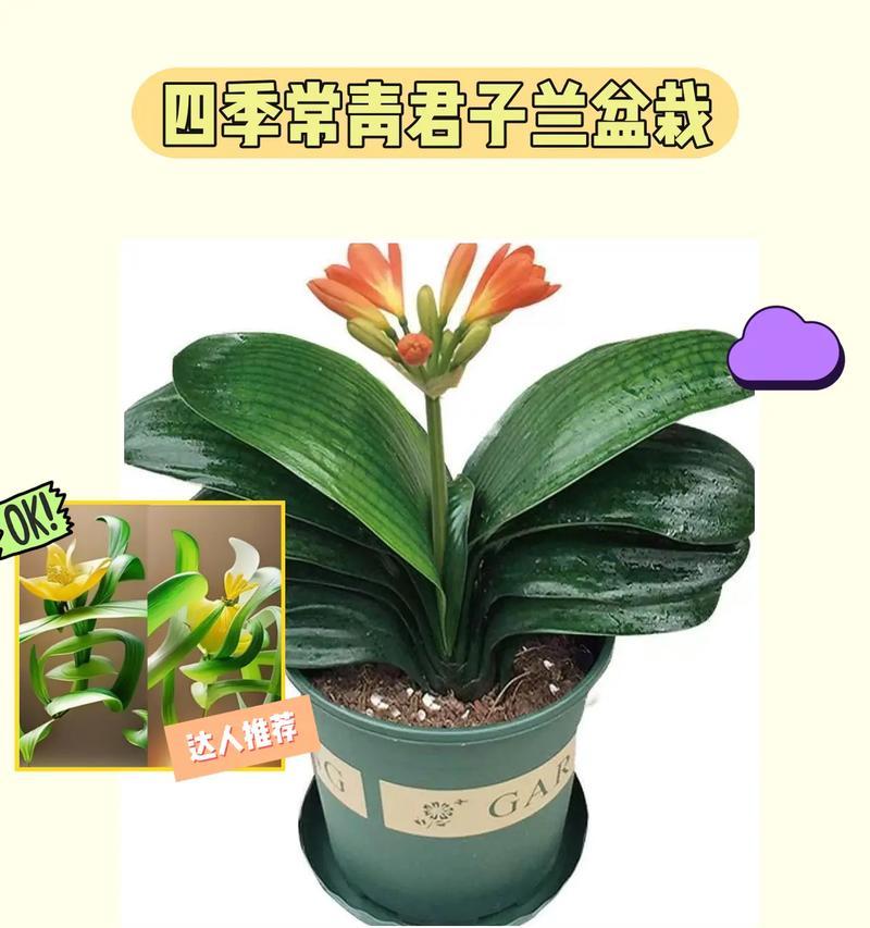 我家养的君子兰开花了怎么办？开花后的护理方法是什么？