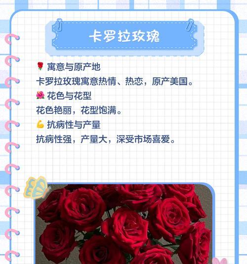 测评食用玫瑰花的品种是什么？哪种更适合食用？