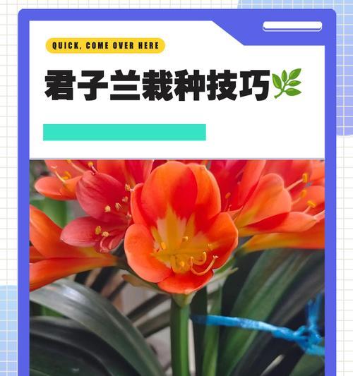 君子兰椭圆型种球怎么种？播种前的准备工作有哪些？