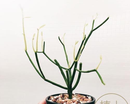 老桩无刺仙人掌怎么养护和浇水？如何保持其健康状态？