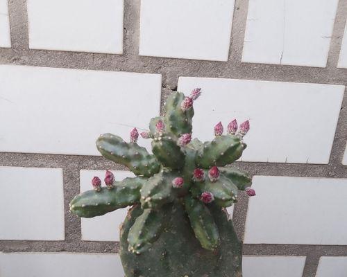 老桩无刺仙人掌怎么养护和浇水？如何保持其健康状态？