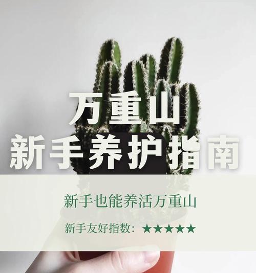 仙人掌团子盆栽好养吗怎么养？新手入门的养护指南是什么？