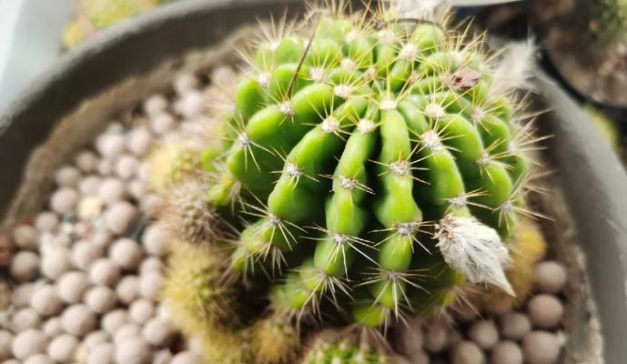 一盆小仙人球怎么养护和管理？日常护理的注意事项有哪些？