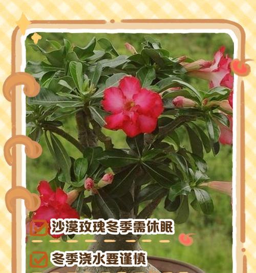 玫瑰花越冬前怎么修剪？修剪的最佳时机和方法是什么？