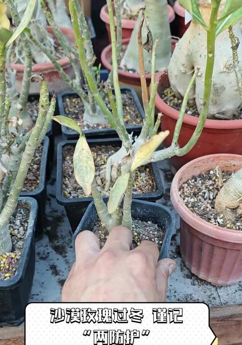 玫瑰花越冬前怎么修剪？修剪的最佳时机和方法是什么？