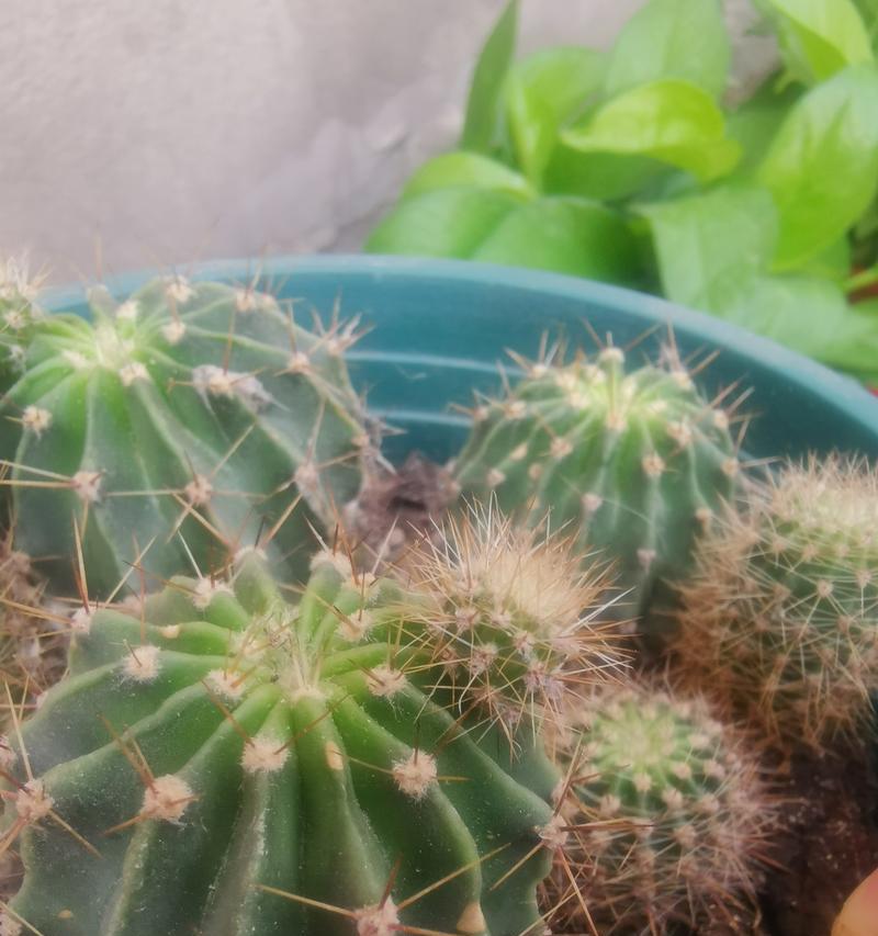 花盆植物仙人球怎么养护和浇水？适合仙人球的浇水频率是多少？