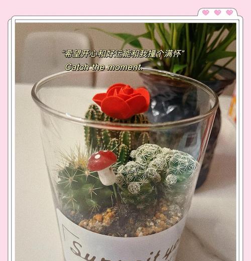 花盆植物仙人球怎么养护和浇水？适合仙人球的浇水频率是多少？