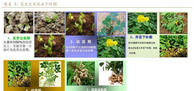 牡丹花单苗怎么种植？种植前需要了解哪些基础知识？