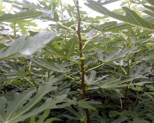 牡丹花单苗怎么种植？种植前需要了解哪些基础知识？